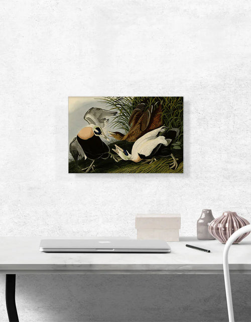 Load image into Gallery viewer, Eider Duck
