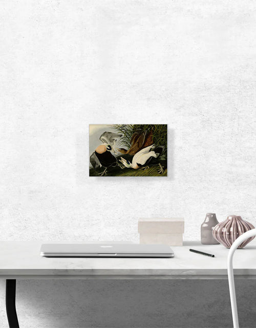 Load image into Gallery viewer, Eider Duck
