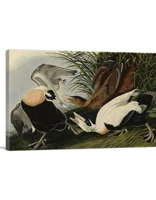 Load image into Gallery viewer, Eider Duck
