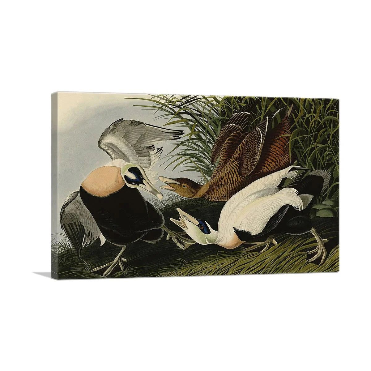 Eider Duck